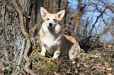 CORGI PEMBROKE 534